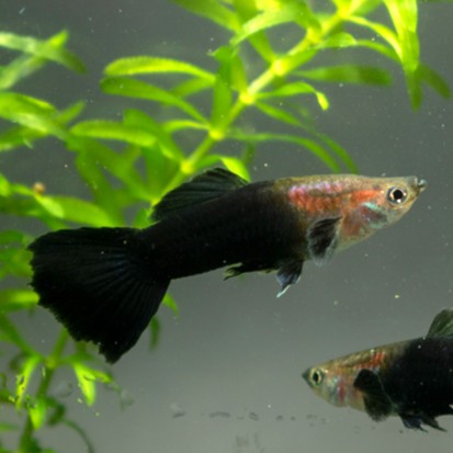 Guppy black tail male 3,5 cm.