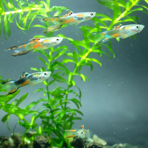 Poecilia ret.   Guppy endler mix