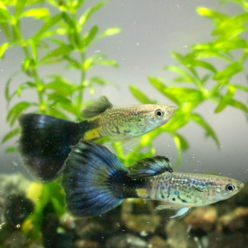 Guppy blue cobra 3,5 cm.