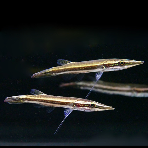 Luciocephalus aura 8-10 cm