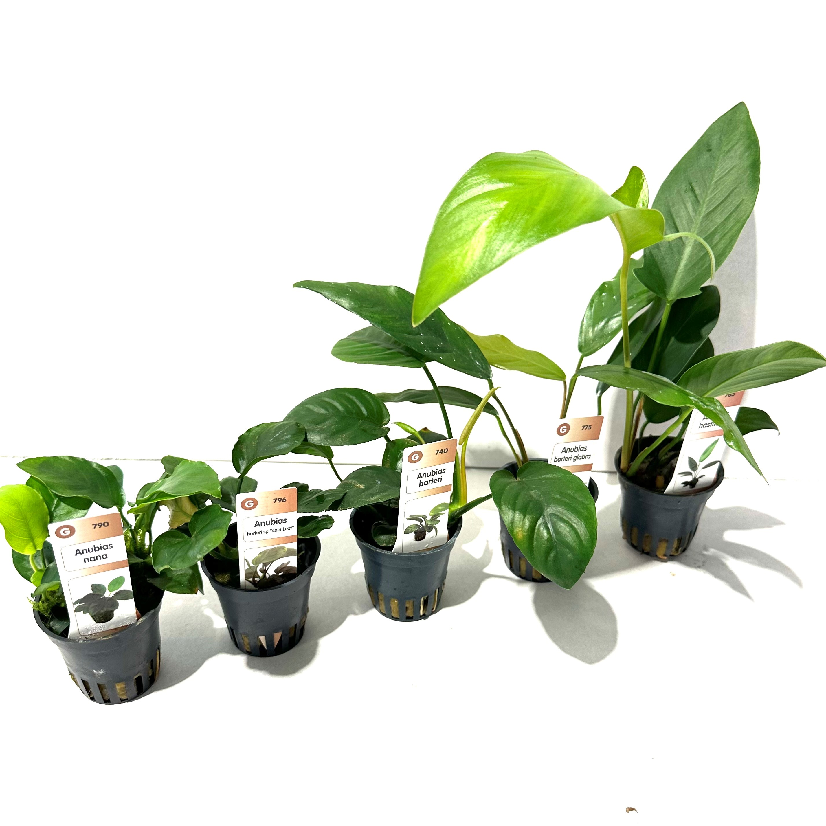 Plantenpakket Anubias 5x6st.