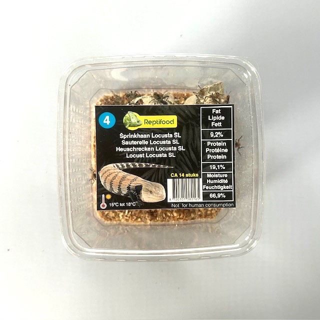 Sprinkhaan Locusta maat 4 in doosje