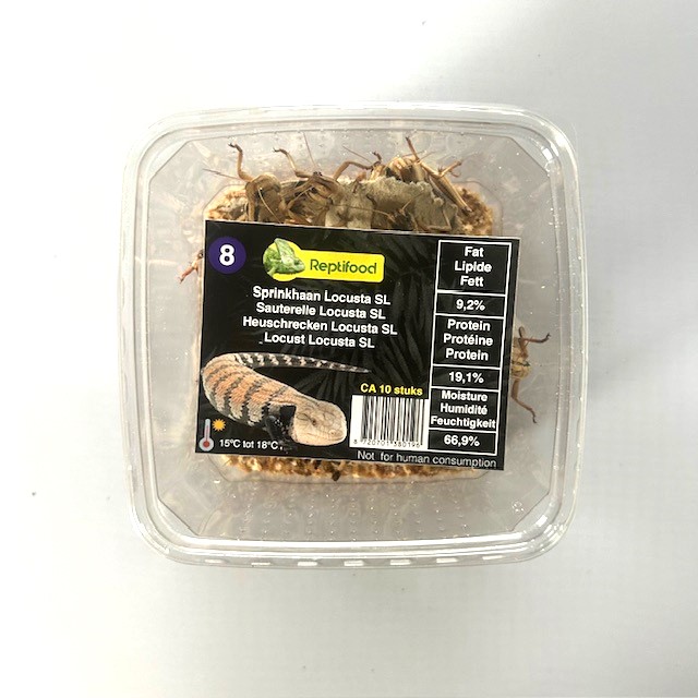 Sprinkhaan Locusta maat 8 in doosje