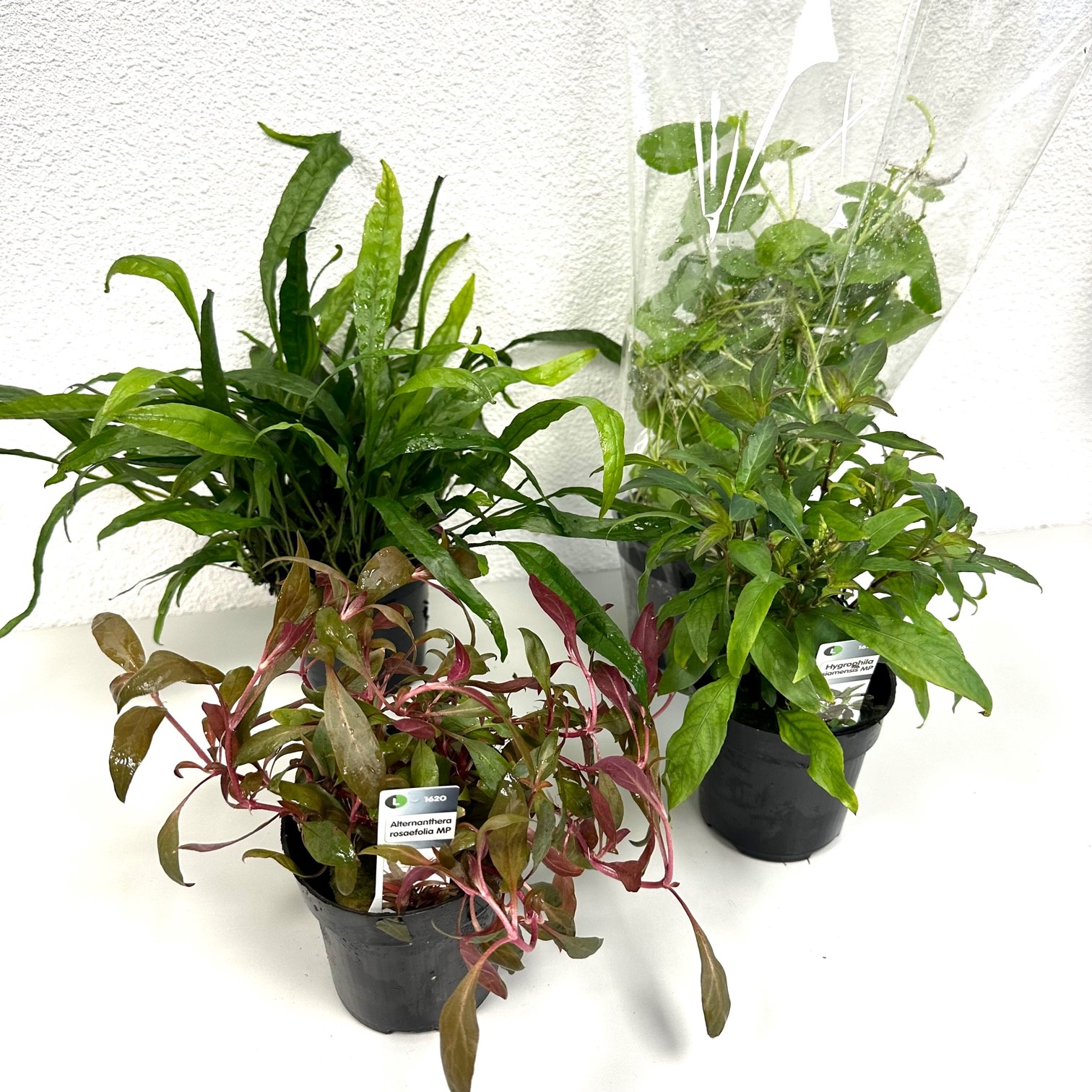 Jumbo pot assortiment