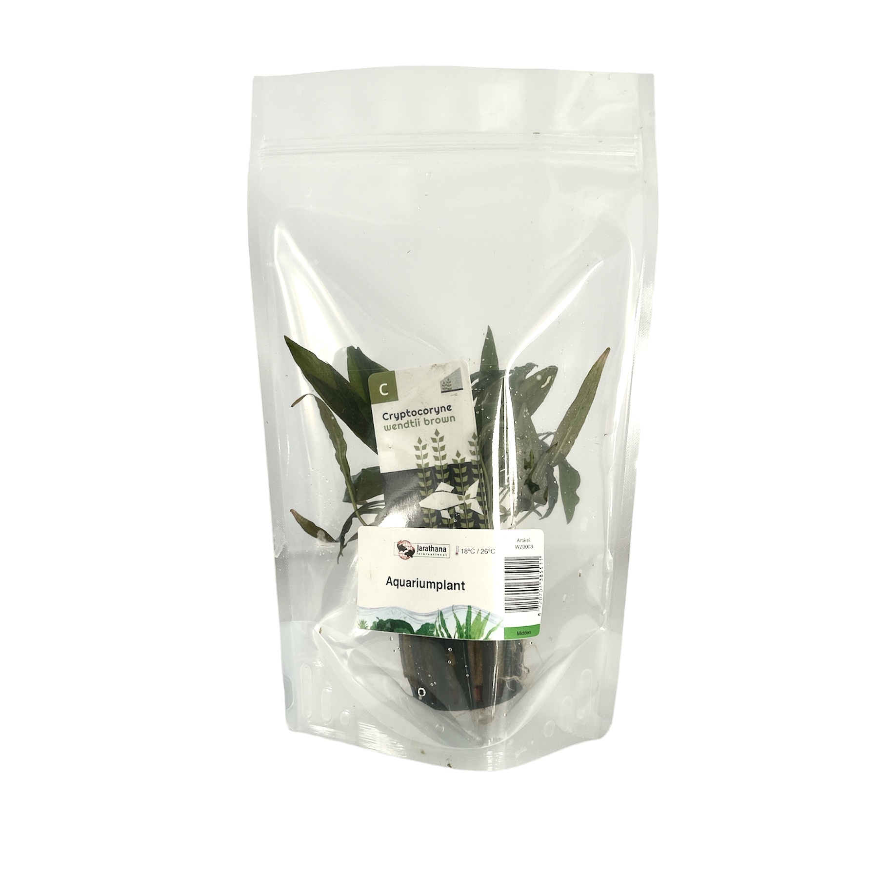 Cryptocoryne wendtii brown in stazak