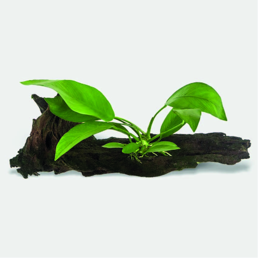 Anubias on stone wood S (K)