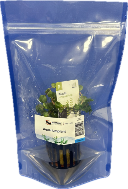 Rotala rotundifolia in stazak