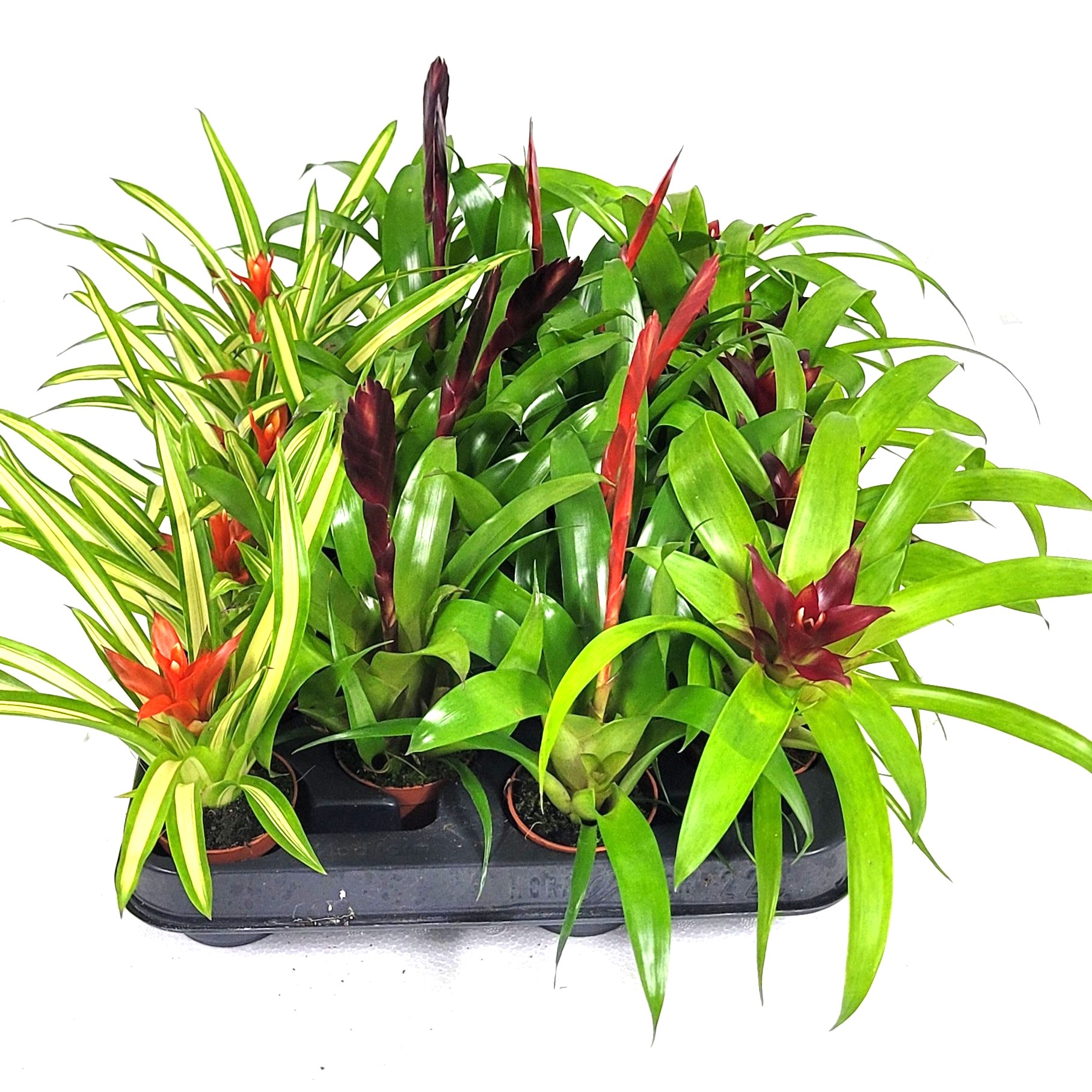 Bromelia mix per 10 pot op tray