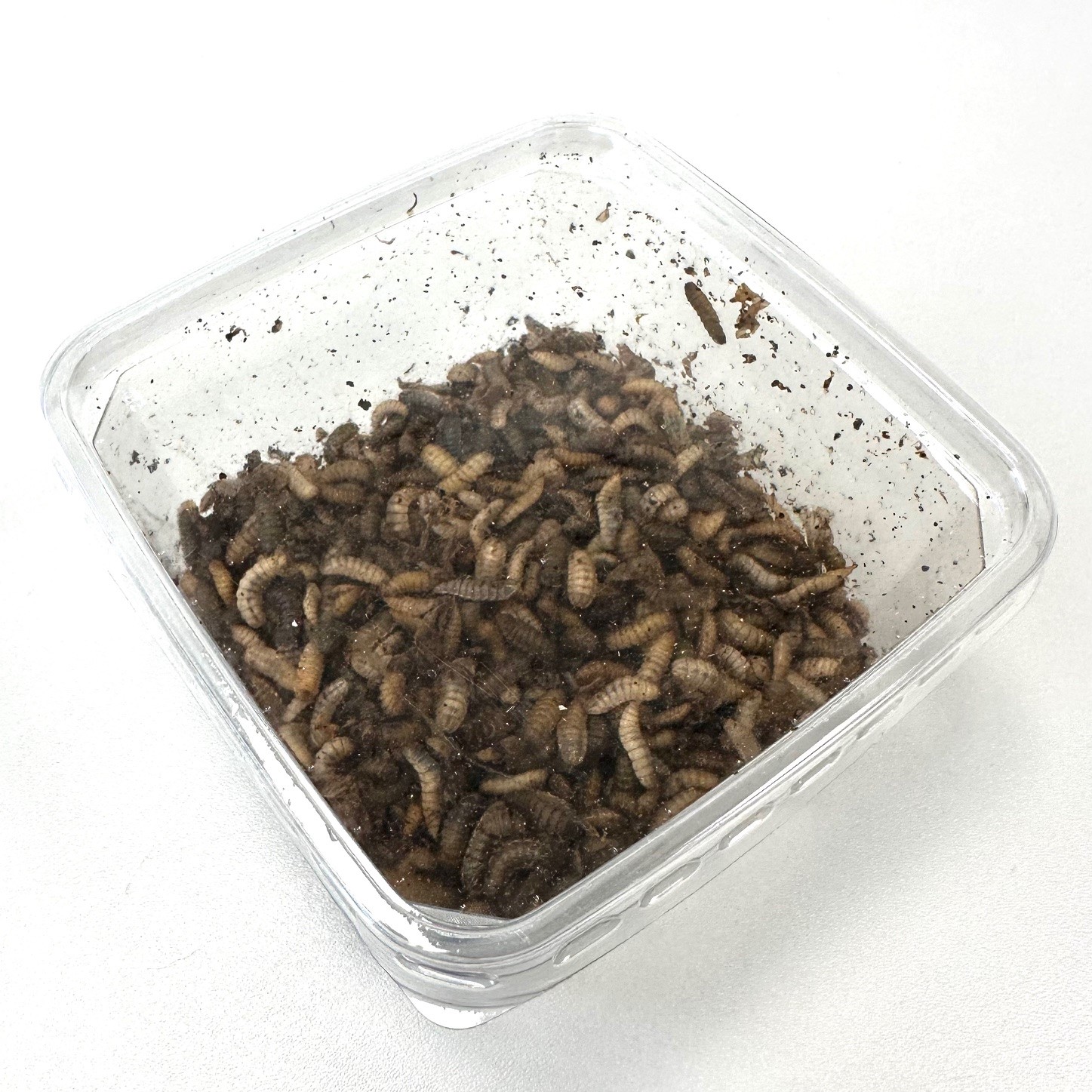 Zwarte soldaatvlieg medium 100 ml.