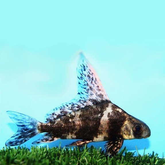 Myxocipr.asiaticus  Hoogvin algeneter S