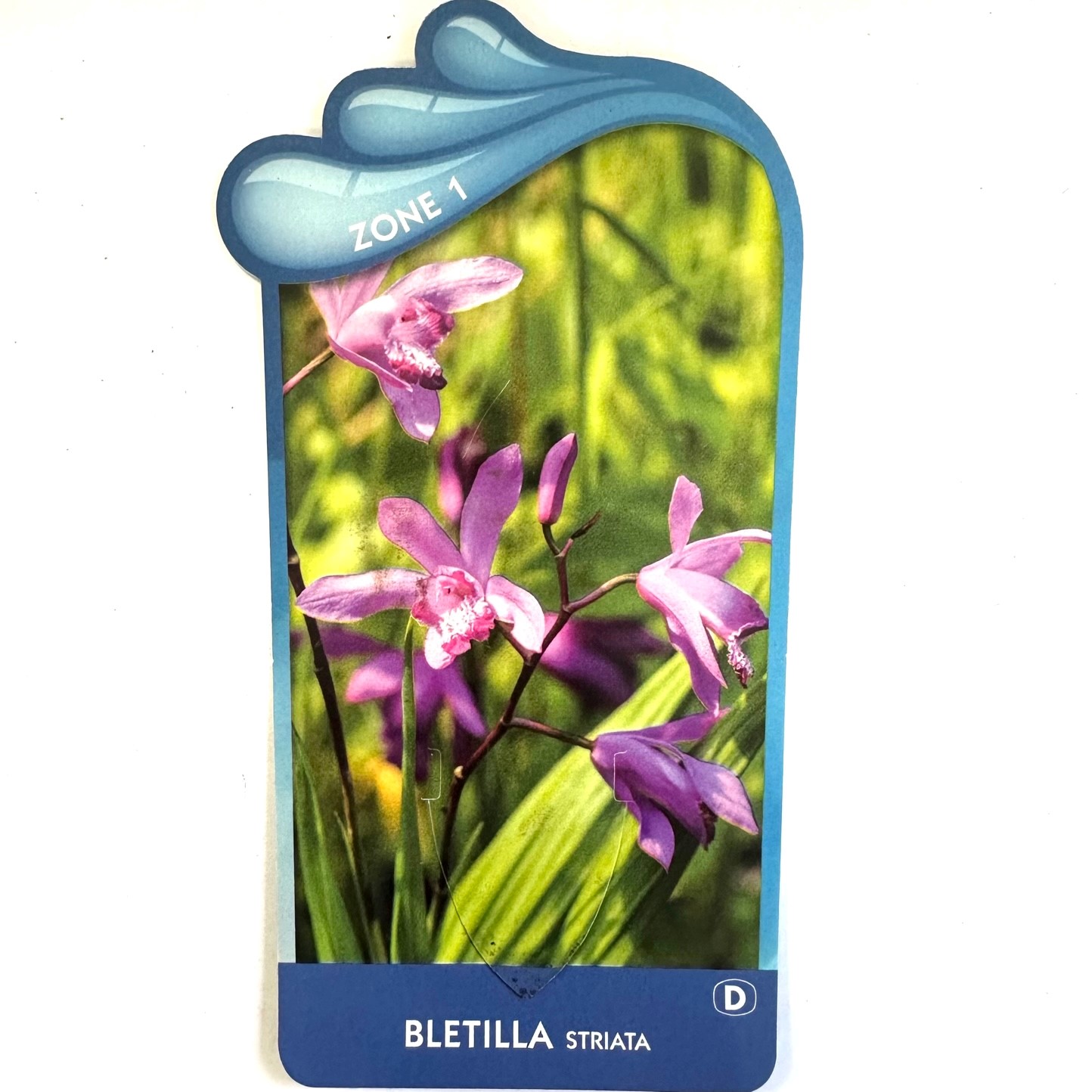 Bletilla striata - China orchidee