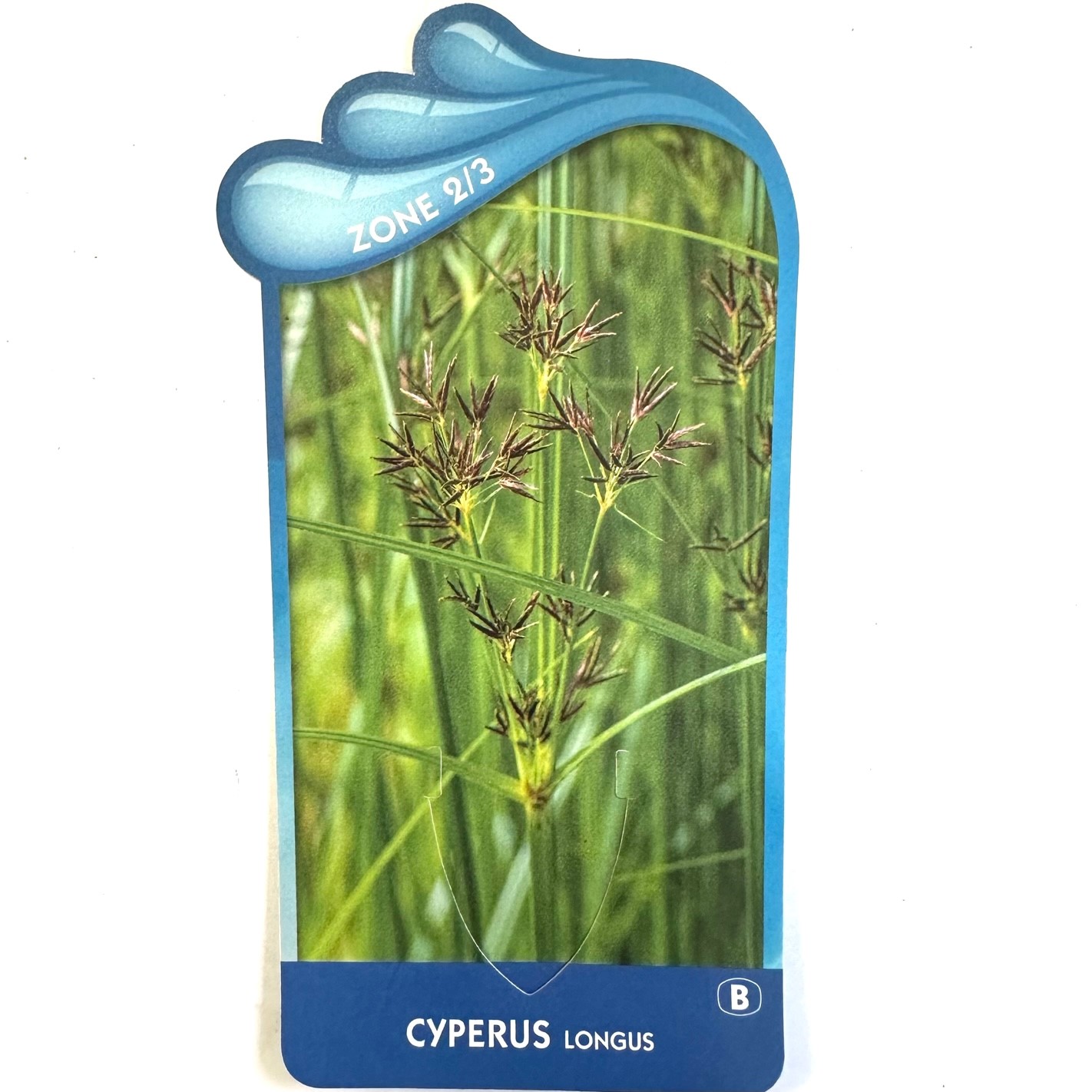 Cyperus longus- Rood cypergras