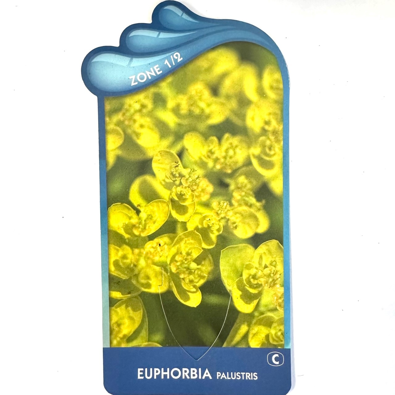 Euphorbia palustris - Moeraswolfsmelk