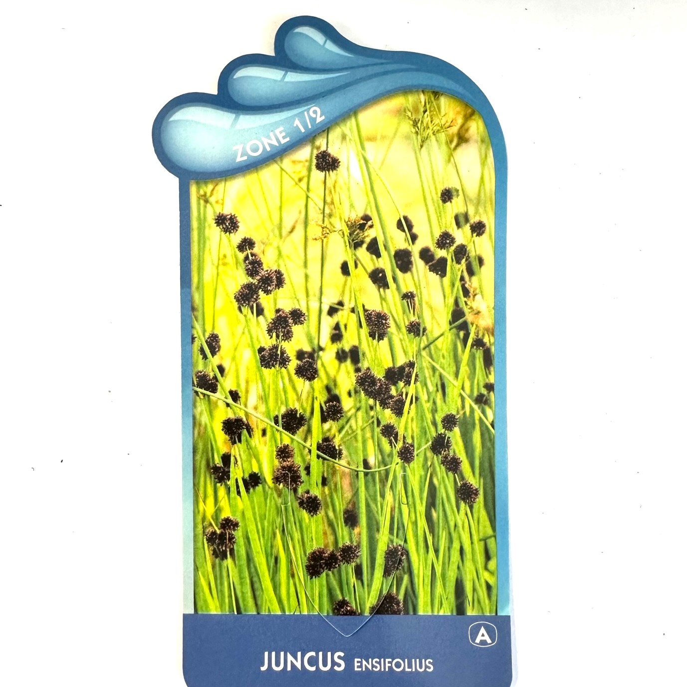 Juncus ensifolius - Zwaardrus