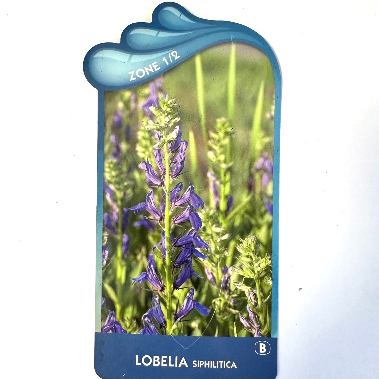 Lobelia sipholitica-Blauwe lobelia