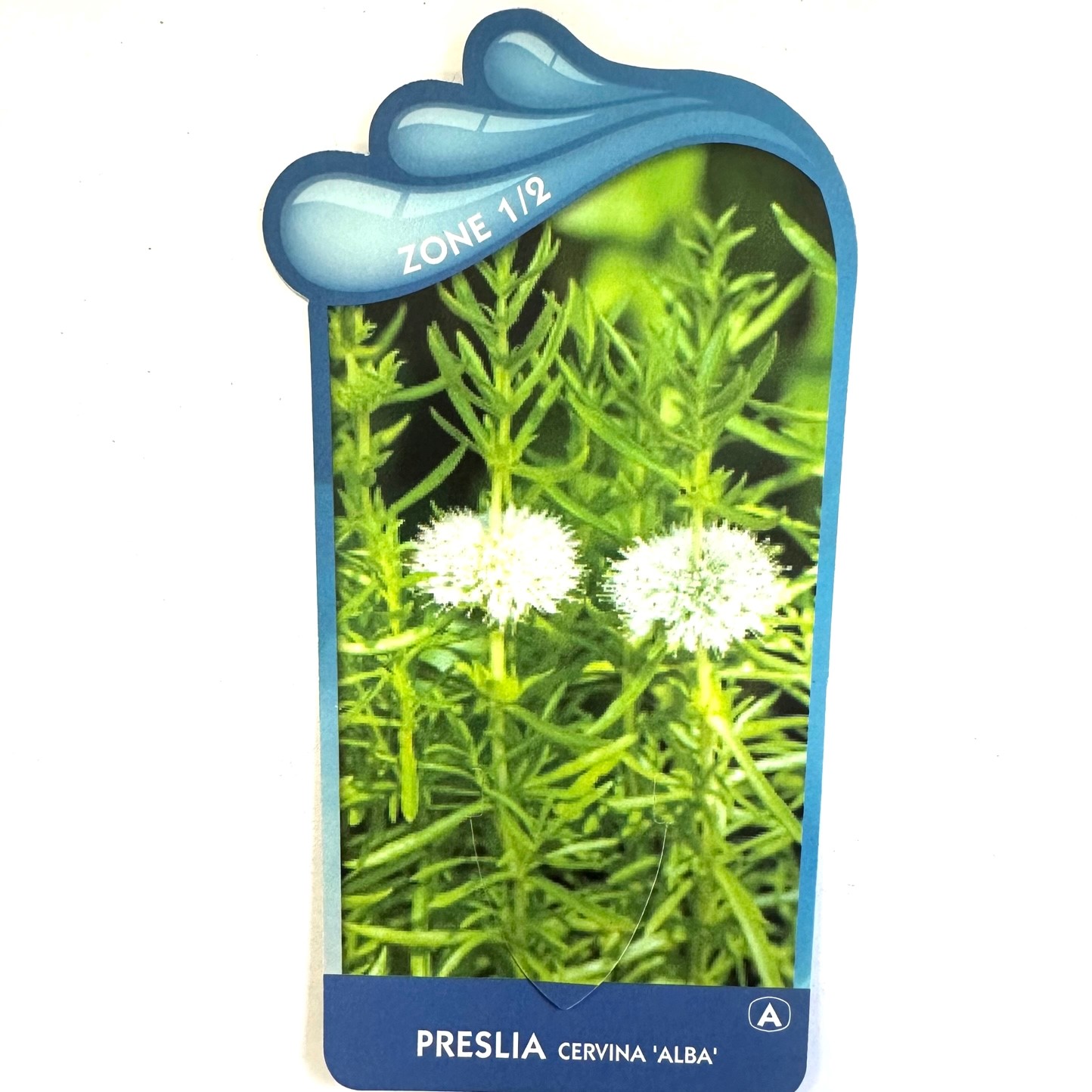 Preslia cervina álba'- Engelse watermunt