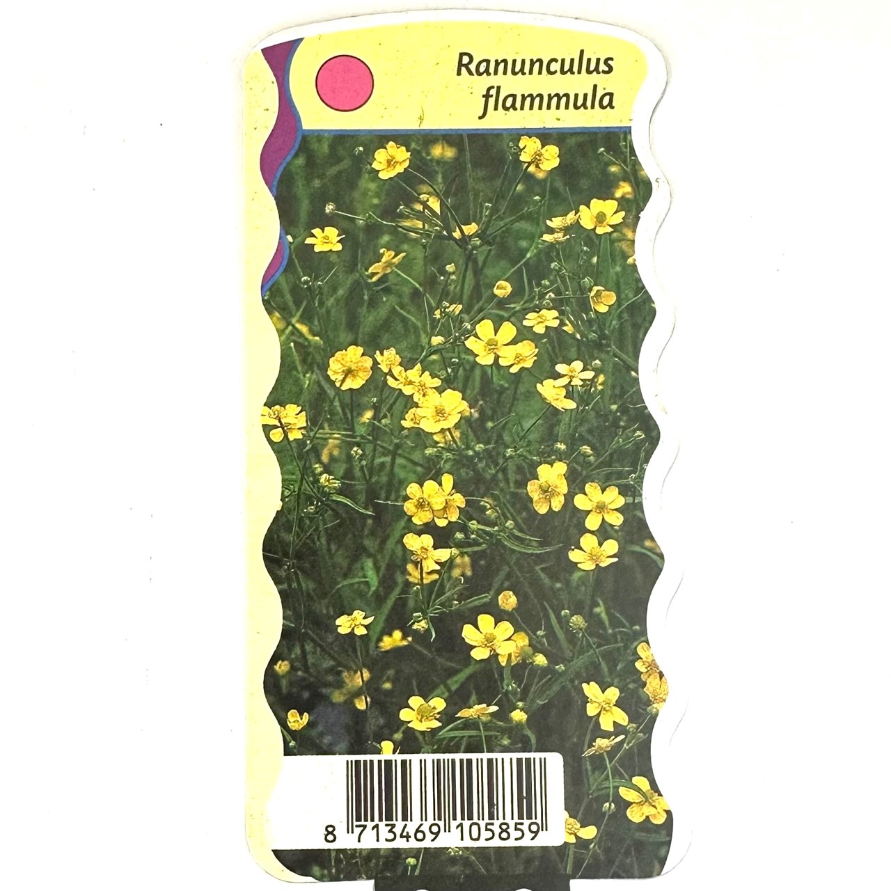 Ranunculus flammula- Egelsboterbloem