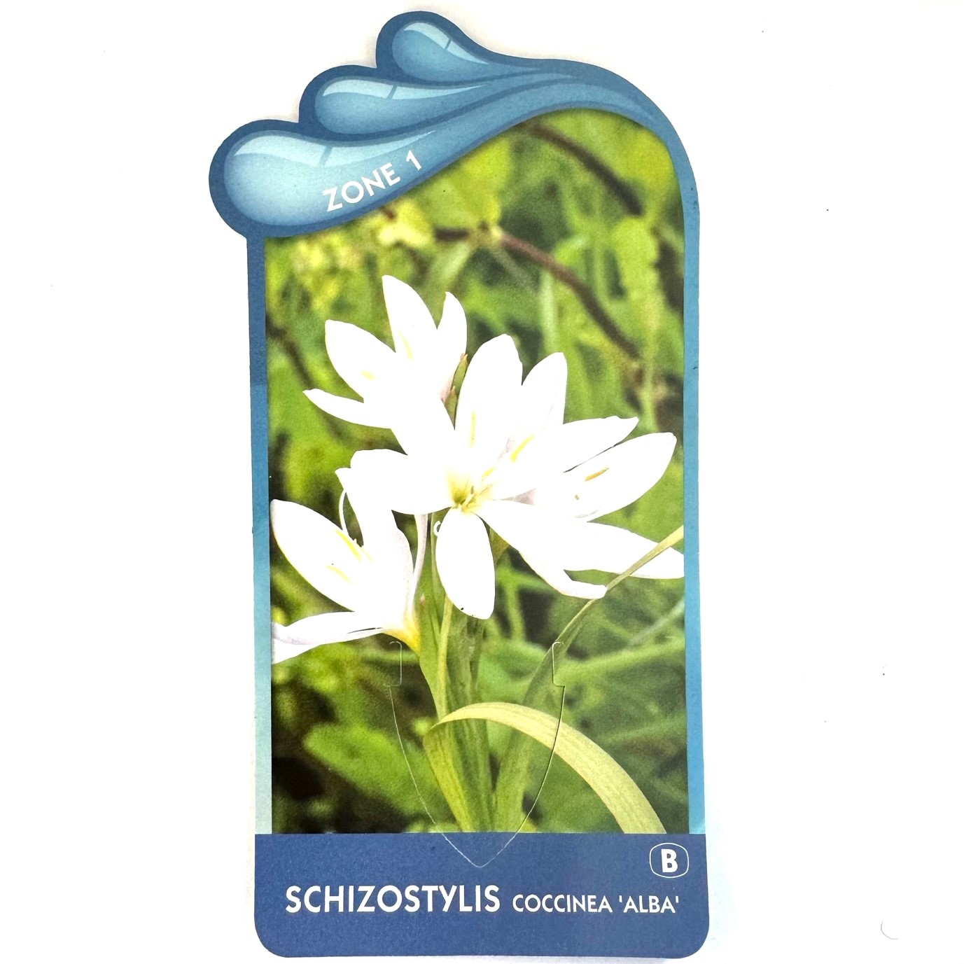 Schizostylis coccinea 'alba'