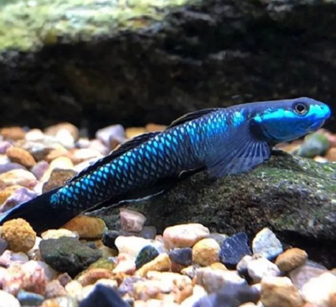 Stiphodon sp. blue 3,5 cm.