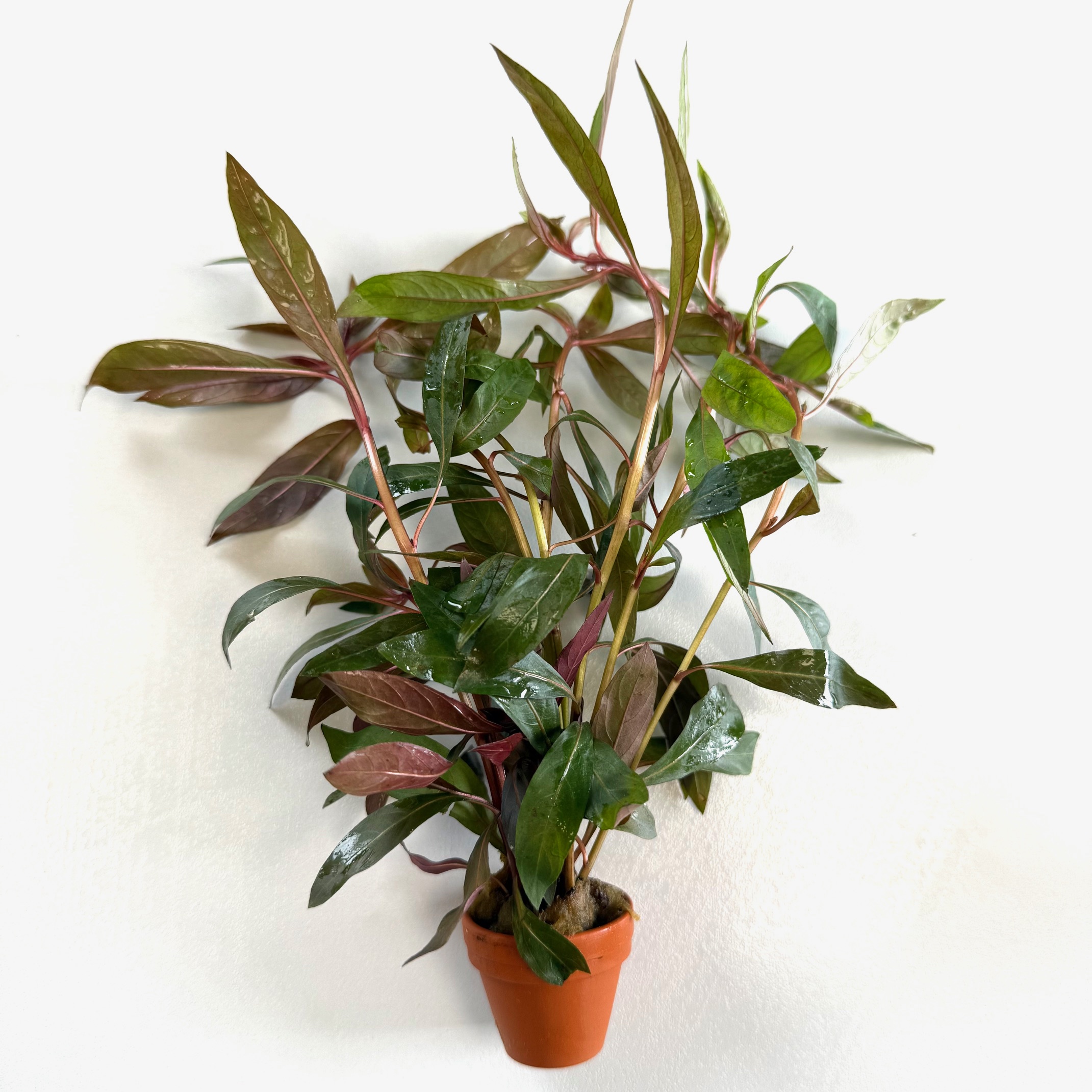 Ludwigia perennis in terra cotta pot