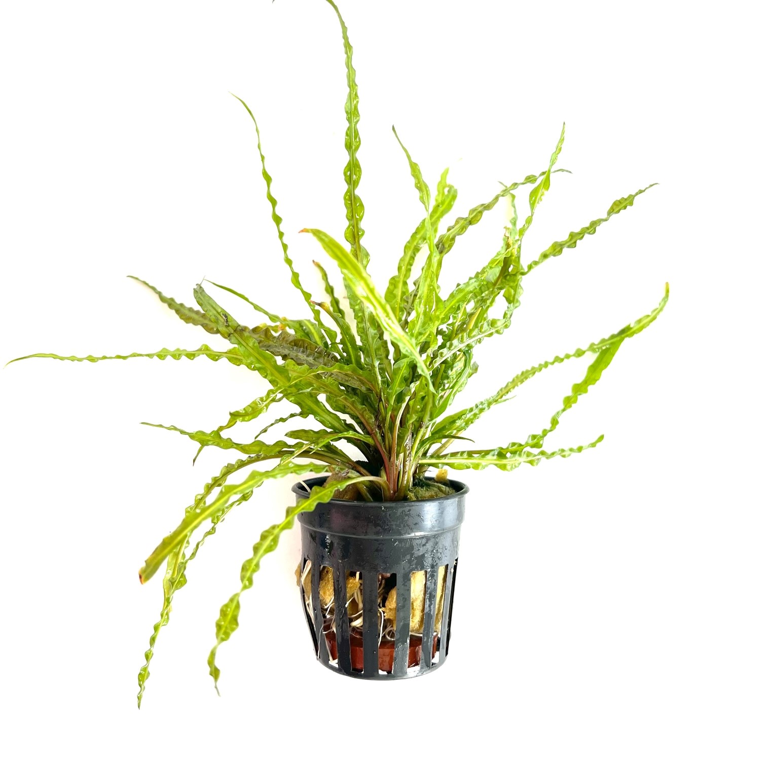 Cryptocoryne balansae in pot