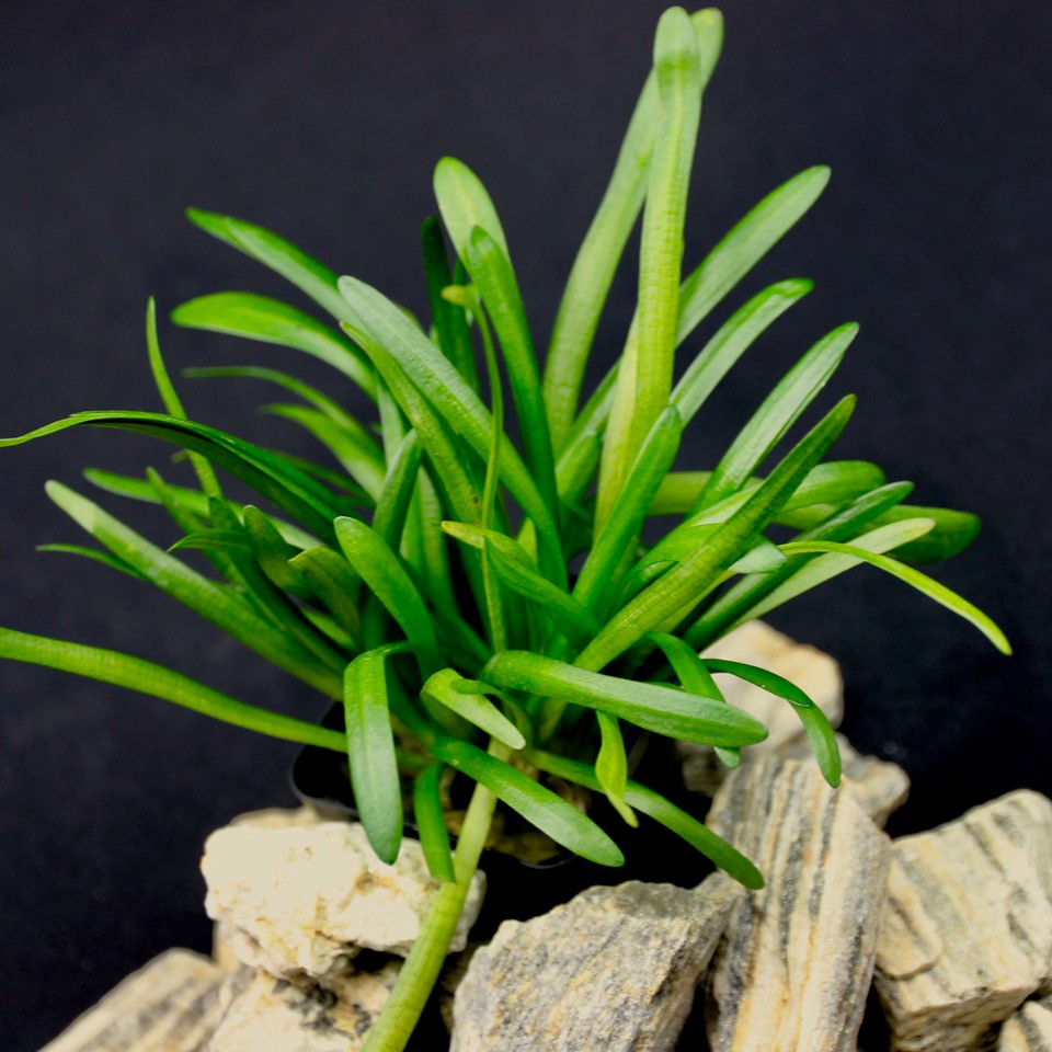 Sagittaria subulata in pot @