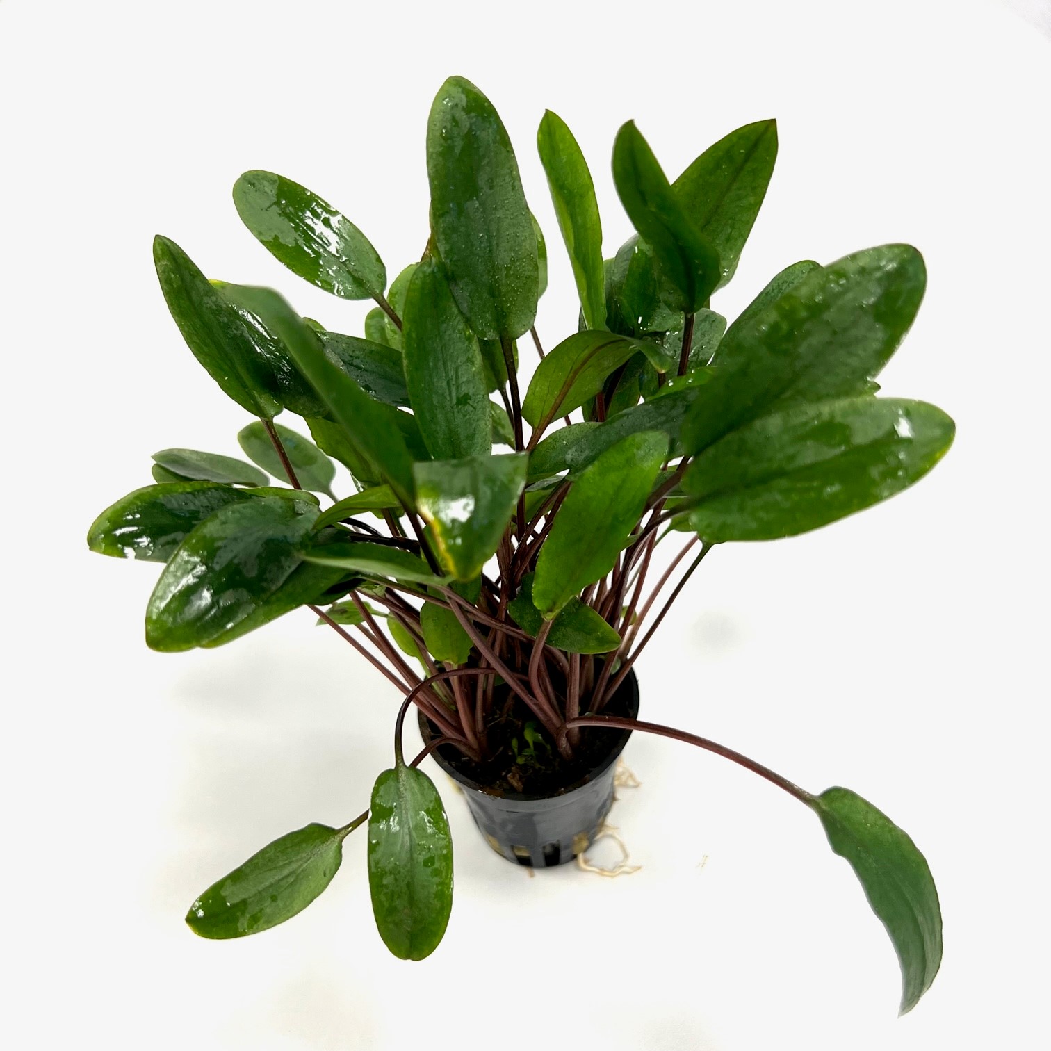 Cryptocoryne beckettii viridifolia pot