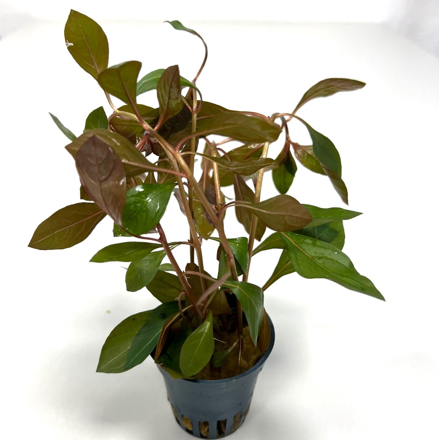Ludwigia repens rubin in pot