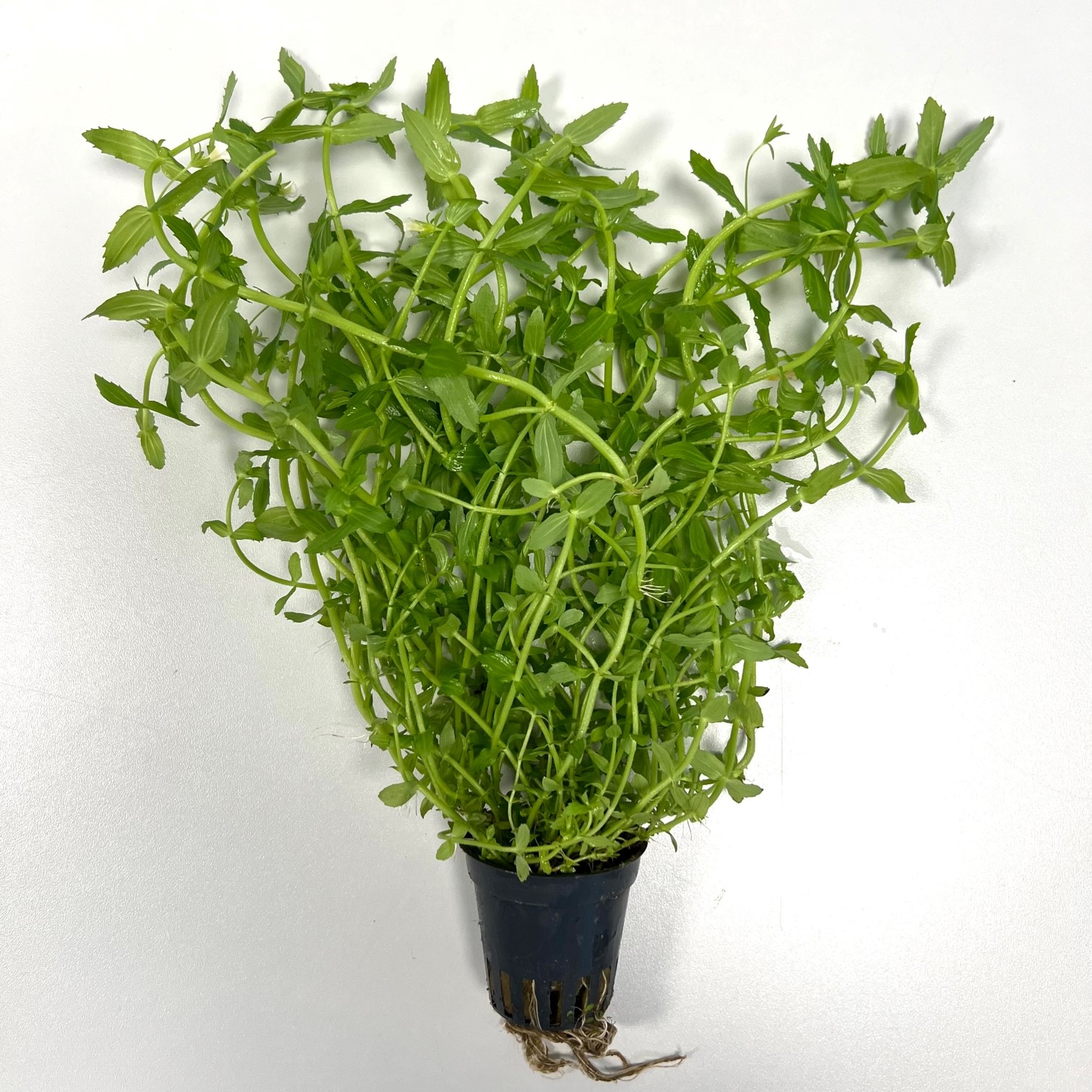 Gratiola viscidula in pot