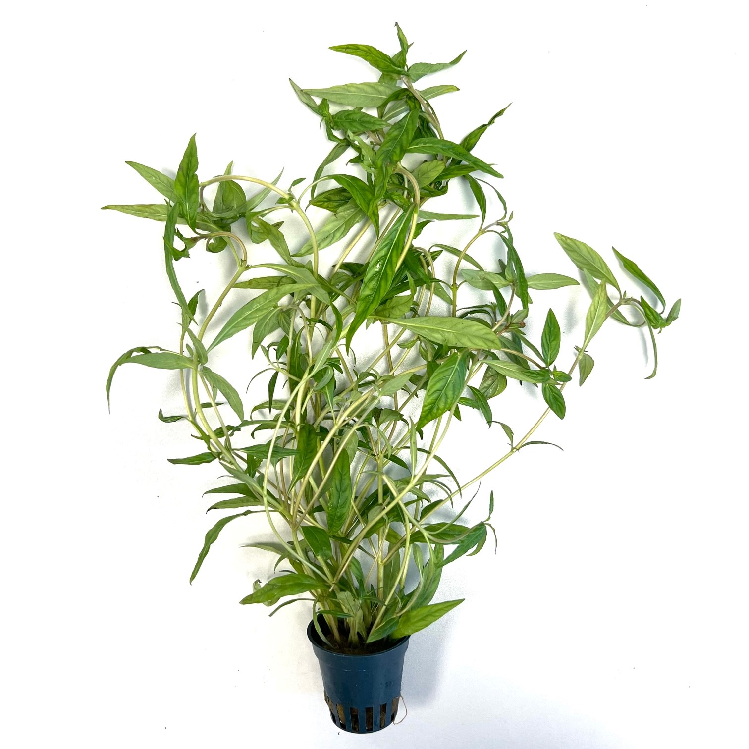 Hygrophila pantanl 'wavy in pot