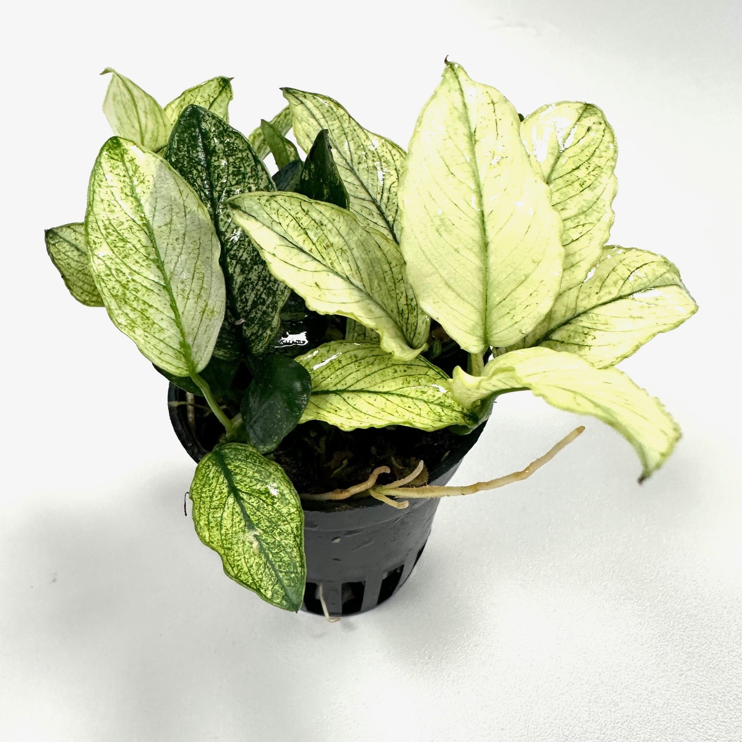 Anubias nana pinto in pot