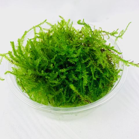 Peacock moss in 80 cc. cup
