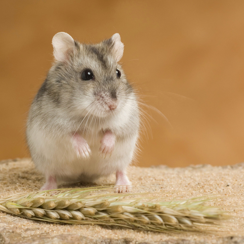 Nagetiere